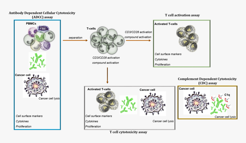 Circle, HD Png Download