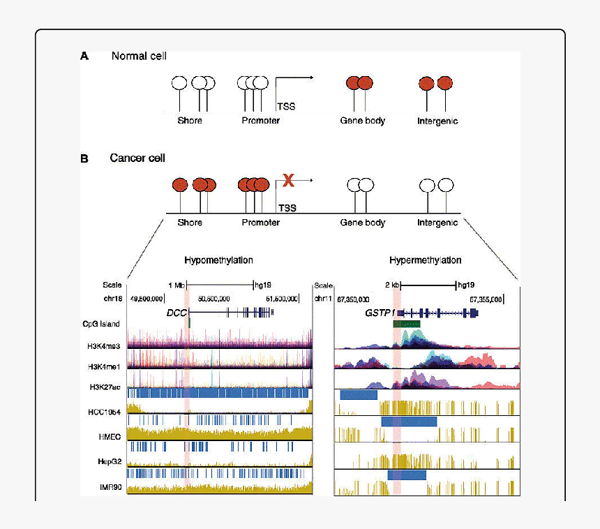 Diagram, HD Png Download
