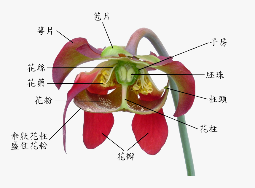 Sarracenia Flower Notitles In Chinese - Style Of The Flower, HD Png Download