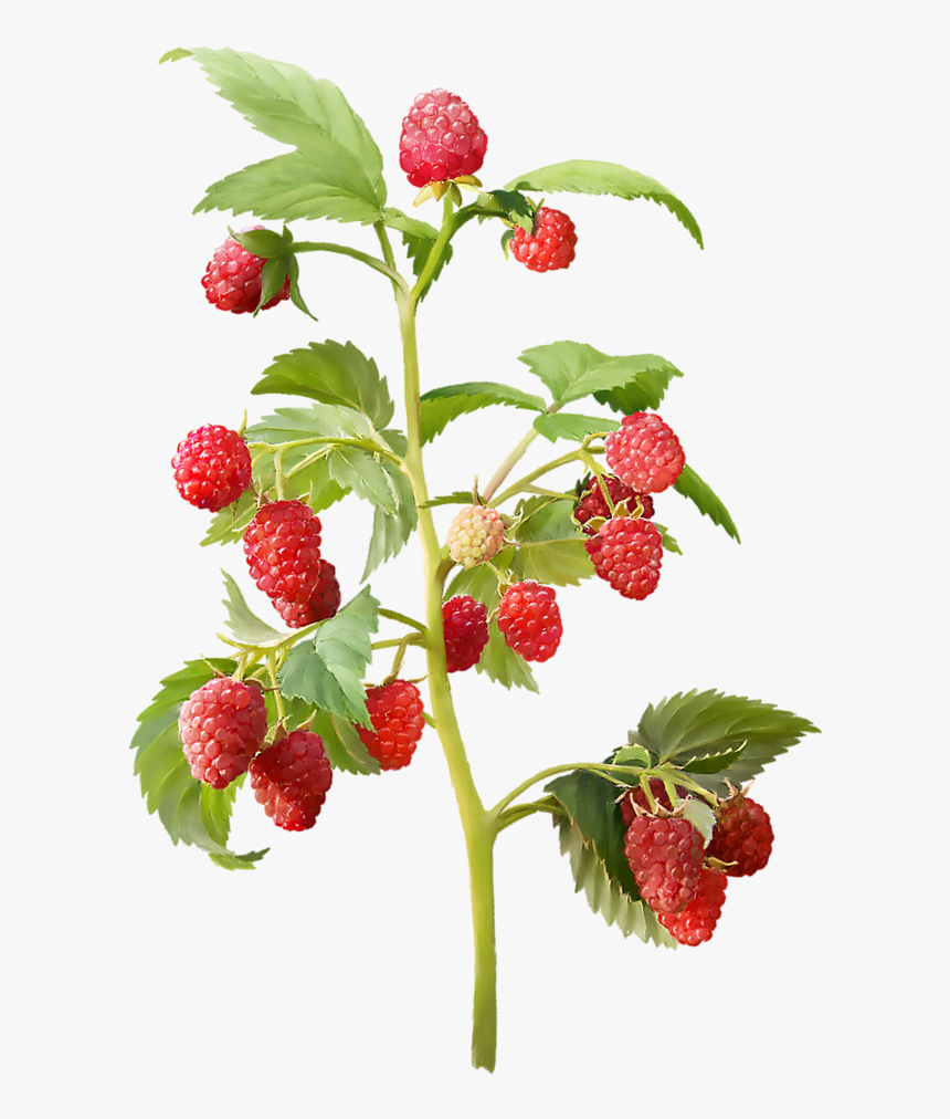 Strawberry Plant Png , Png Download - Raspberry Plant Png, Transparent Png
