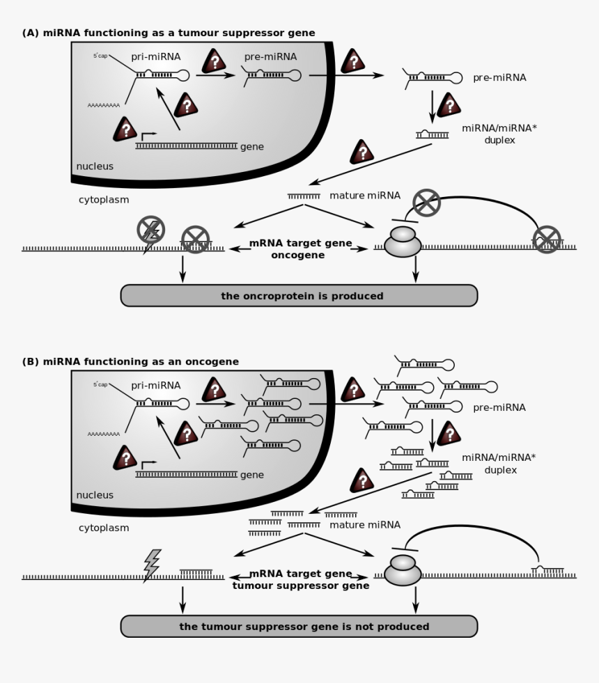 Role Of Mirna In A Cancer Cell, HD Png Download