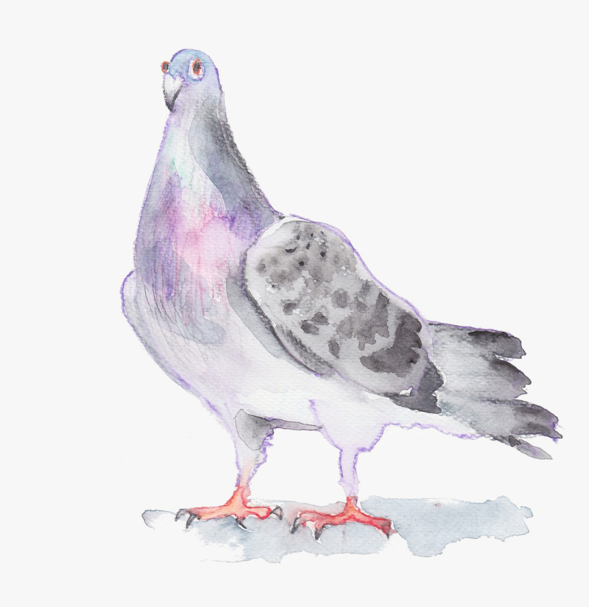 Transparent Watercolor Bird Png Gambar Sketsa Merpati Png