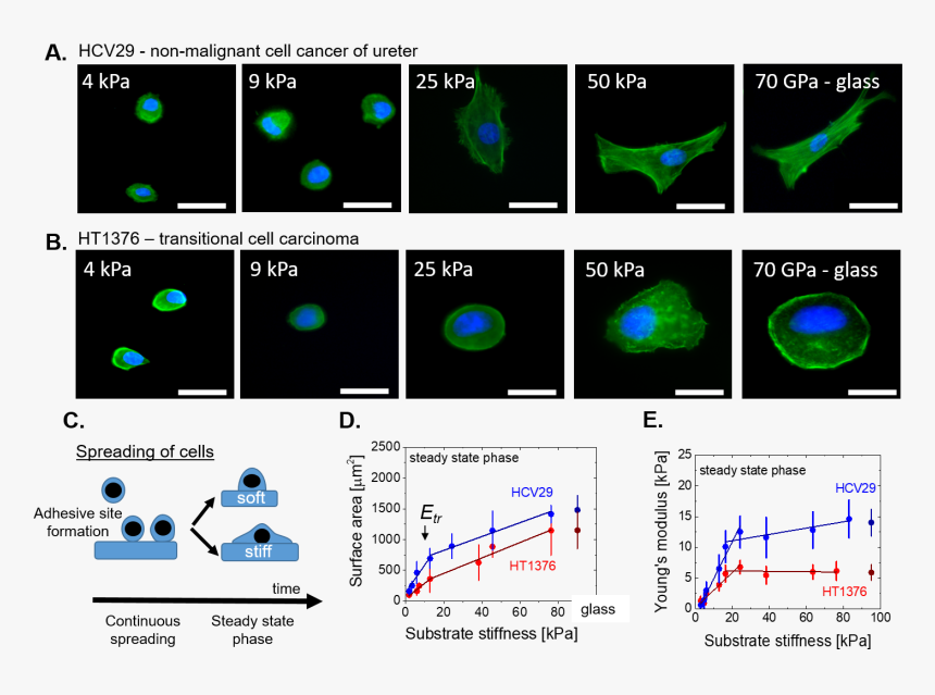 Substrate Stiffness Cell, HD Png Download