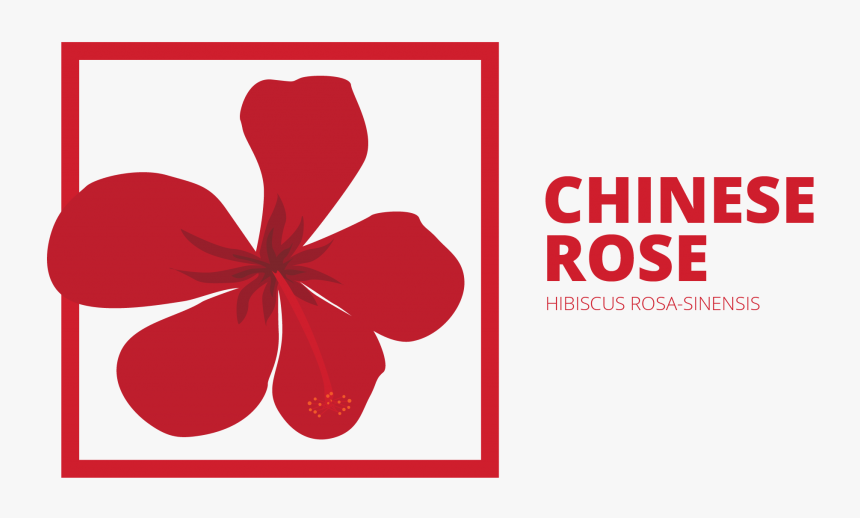 Graphic Design, HD Png Download