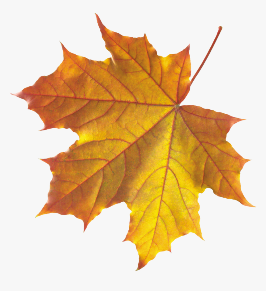Yellow Autumn Leaves Png Image - Real Autumn Leaves Png, Transparent Png