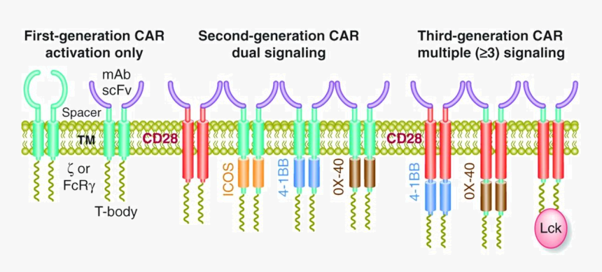 Cancer Clipart T Cell - Graphic Design, HD Png Download