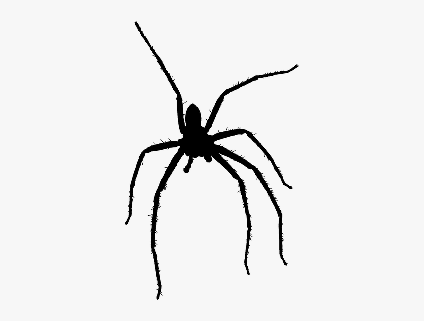 Wolf Spider, HD Png Download