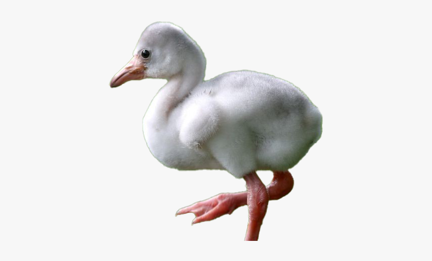 Baby Flamingo Png Hd - Dodo, Transparent Png