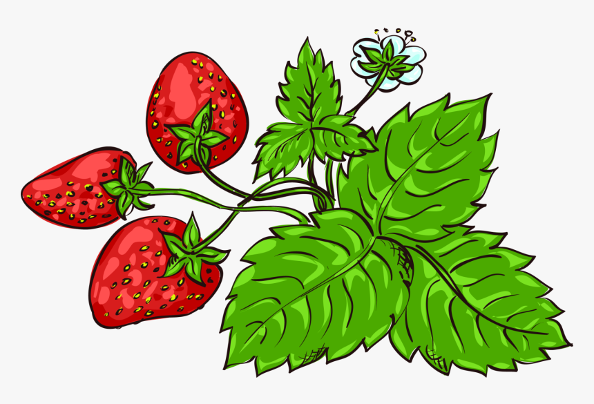 Clipart Leaf Strawberry - Strawberry, HD Png Download