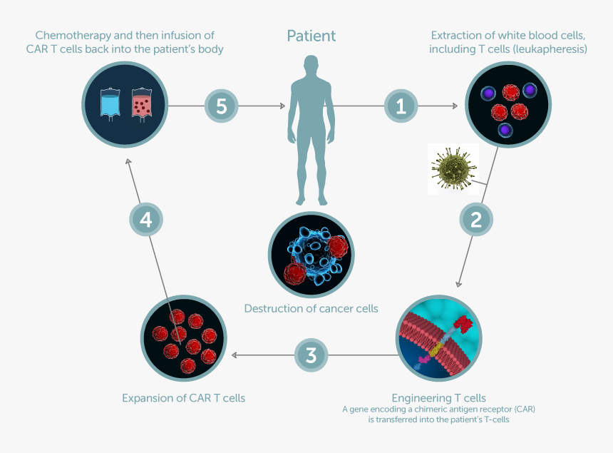 Cell-therapy - Chimeric Antigen Receptor, HD Png Download