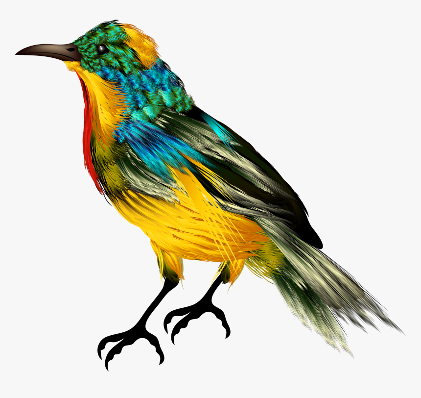 Bird Png Best Web - Colorful Birds Png, Transparent Png
