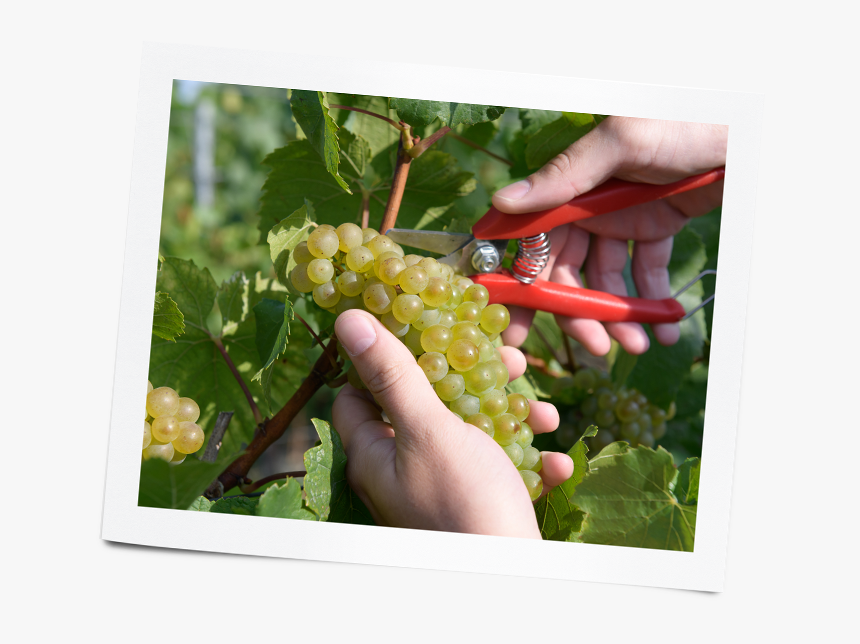 Seedless Fruit, HD Png Download