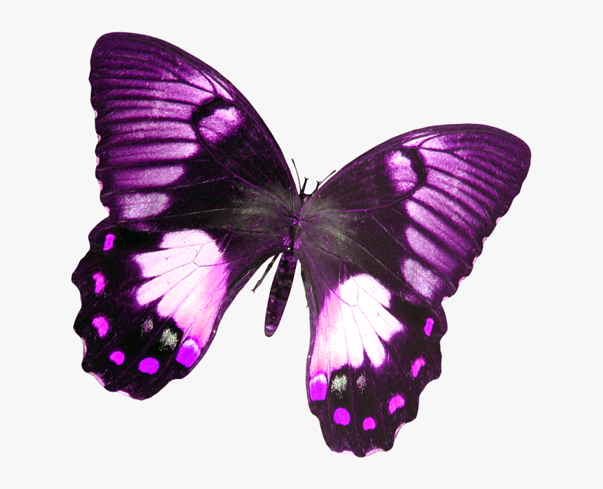 Butterfly Live Png, Transparent Png