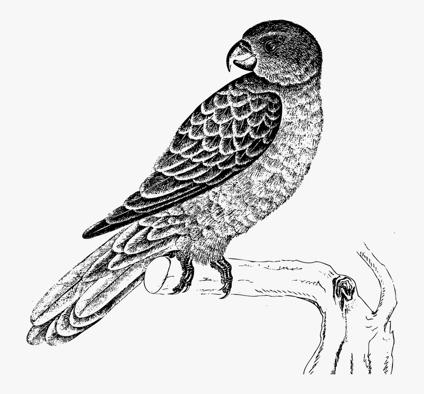 Parrot Black And White, HD Png Download