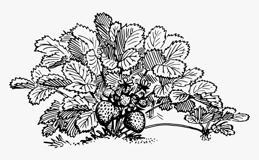 Strawberry - Strawberry Plant Clipart Black And White, HD Png Download
