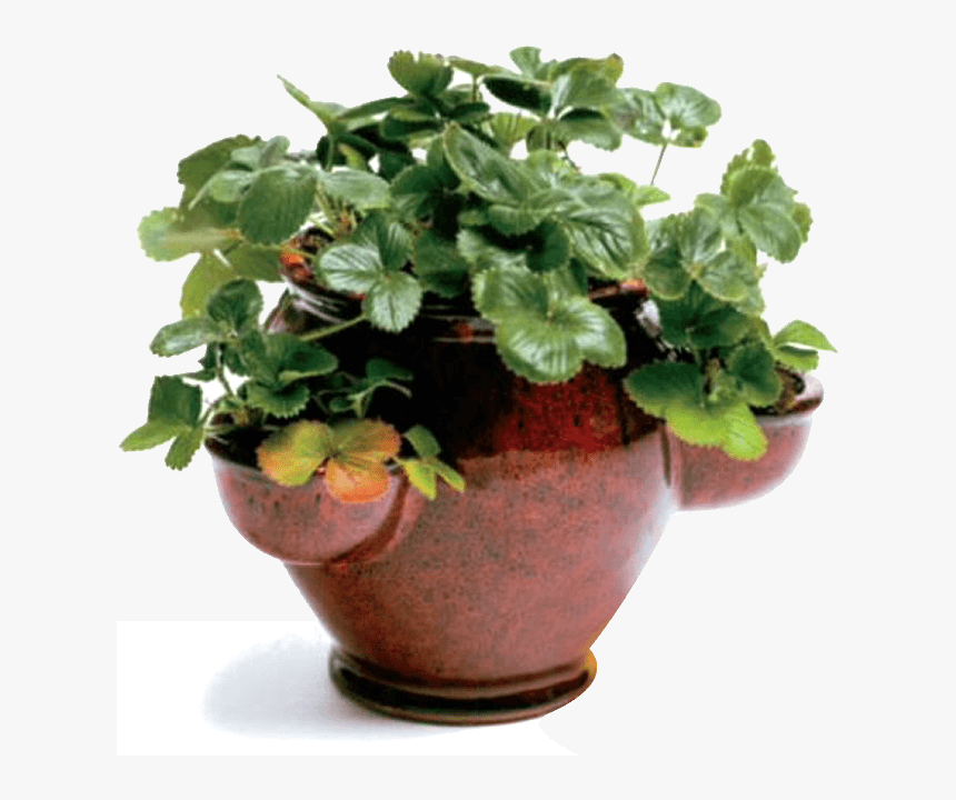 Flowerpot, HD Png Download