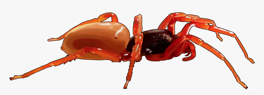 Ant, HD Png Download