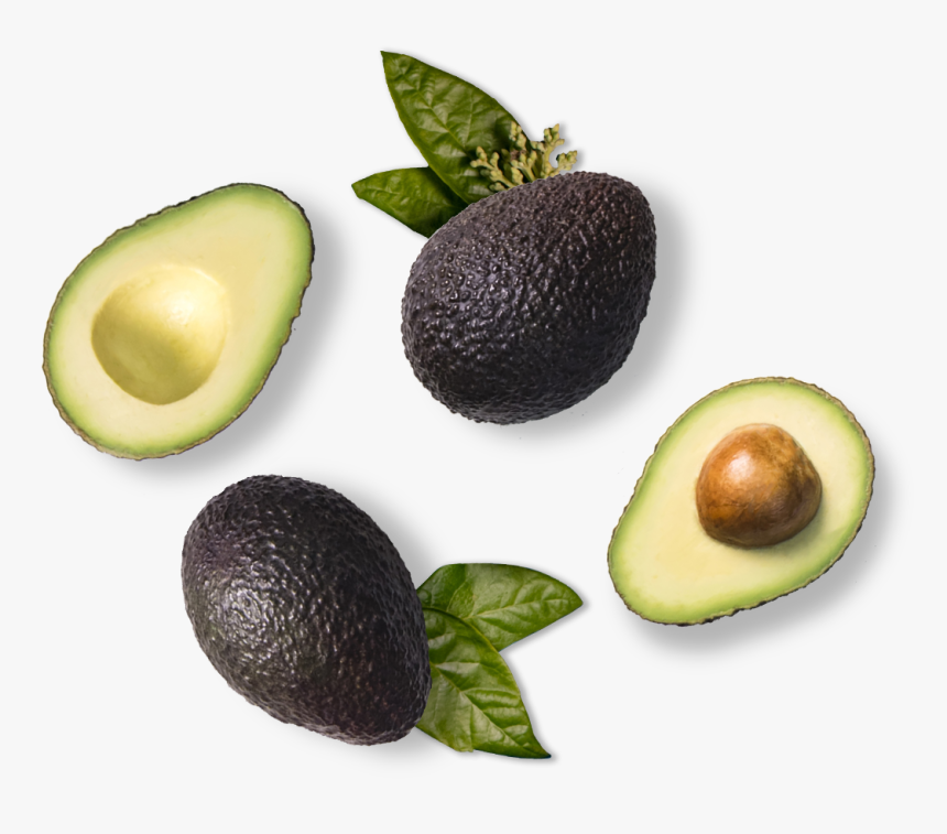 Pdf Download - Avocado, HD Png Download