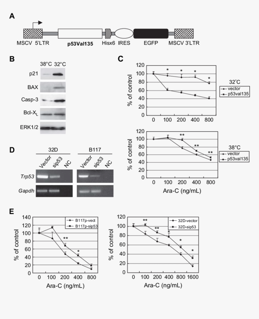 Diagram, HD Png Download