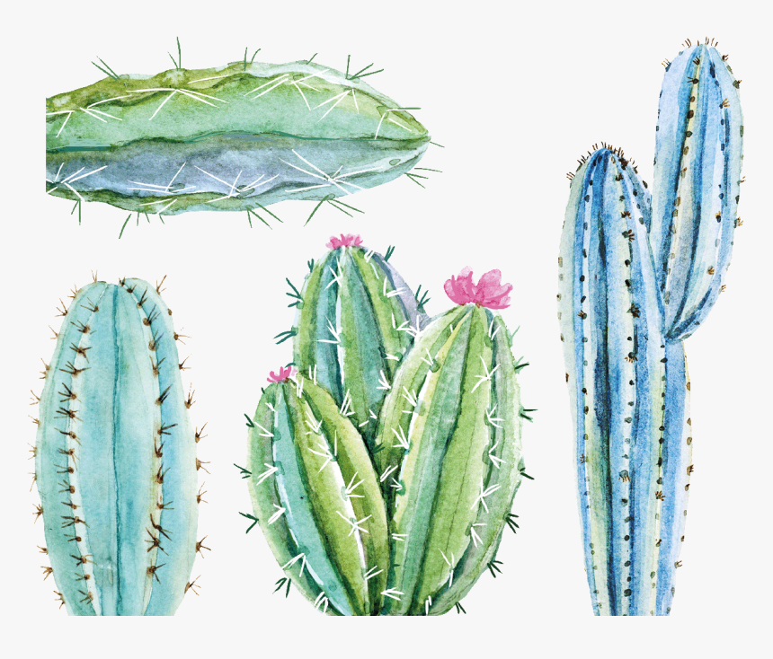 Night-blooming Cactus, HD Png Download