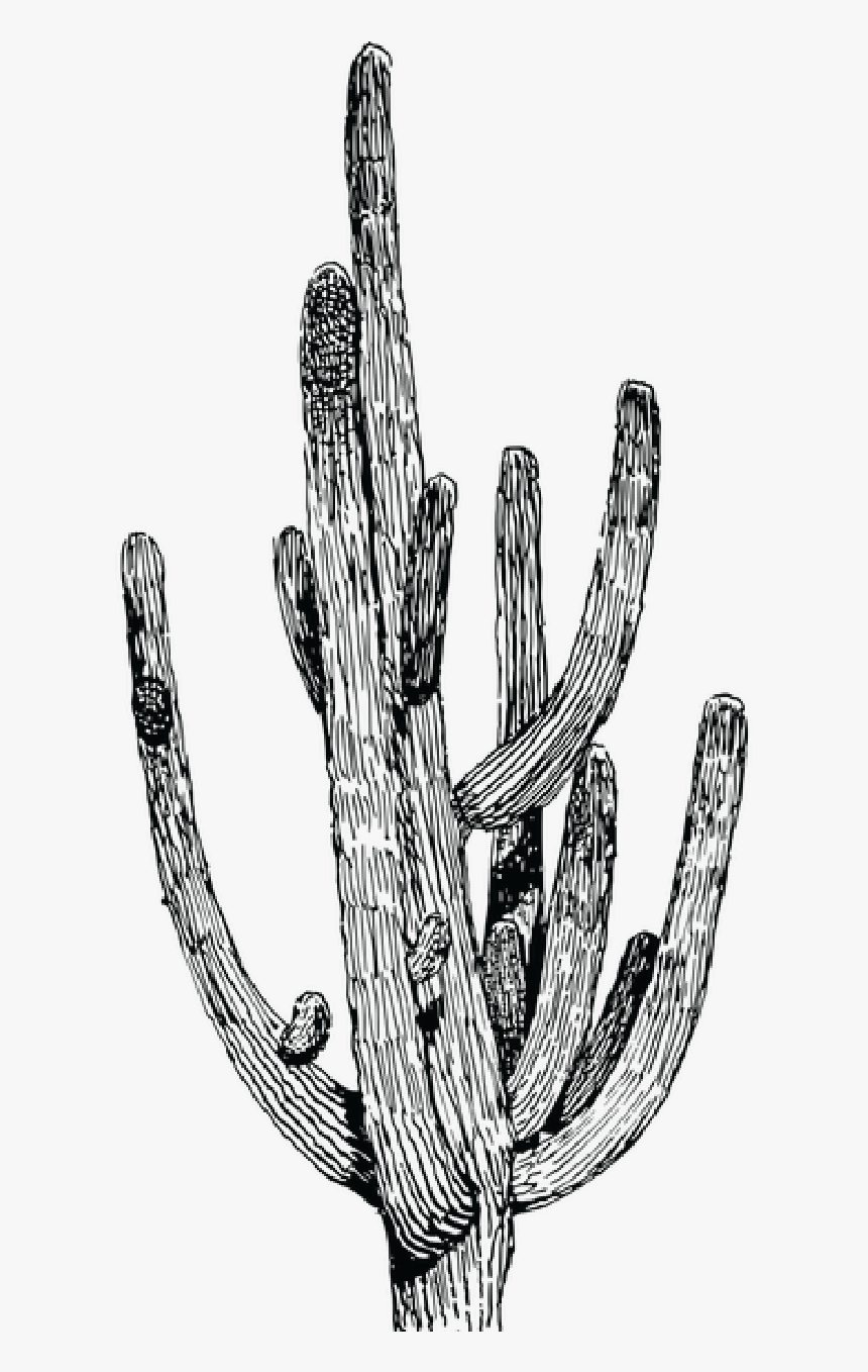 Salsa S Cactus-06 - Cactus Png Black And White, Transparent Png
