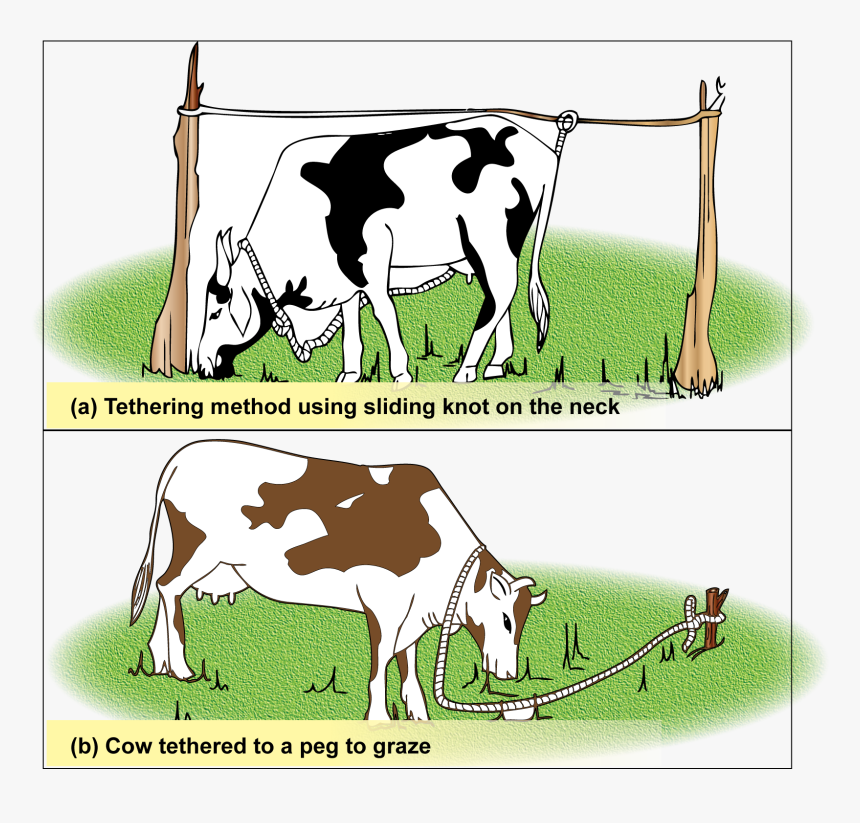 In Tethering, Animals Can Be Tied To A Peg Or Onto - Tied Animals, HD Png Download