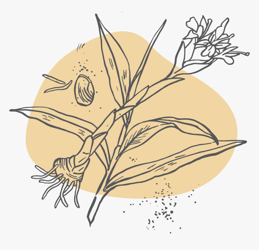 Illustration, HD Png Download