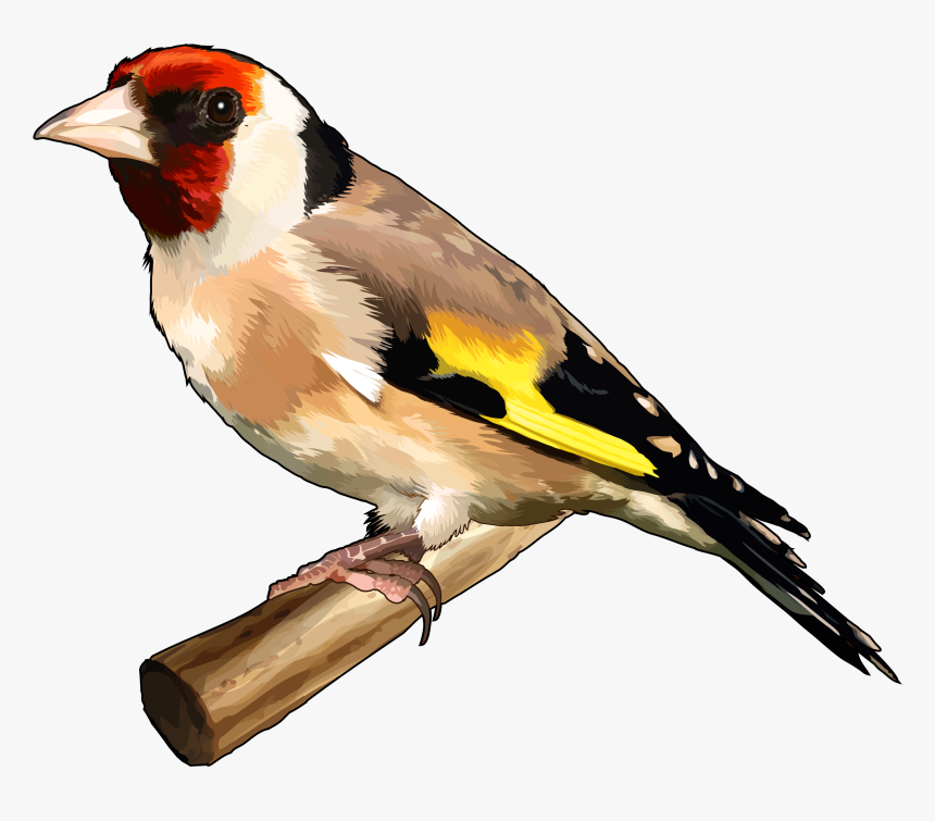Goldfinch Png, Transparent Png