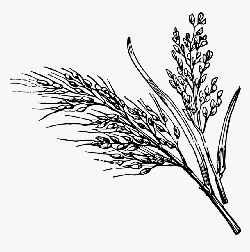 “i First Saw These Seaweed-wrapped Rice Packets When, HD Png Download