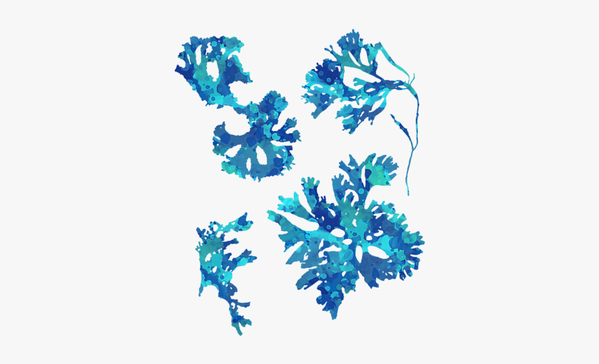 Floral Design, HD Png Download