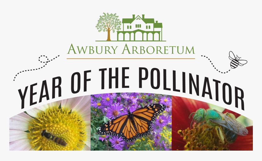 Angangueo, HD Png Download