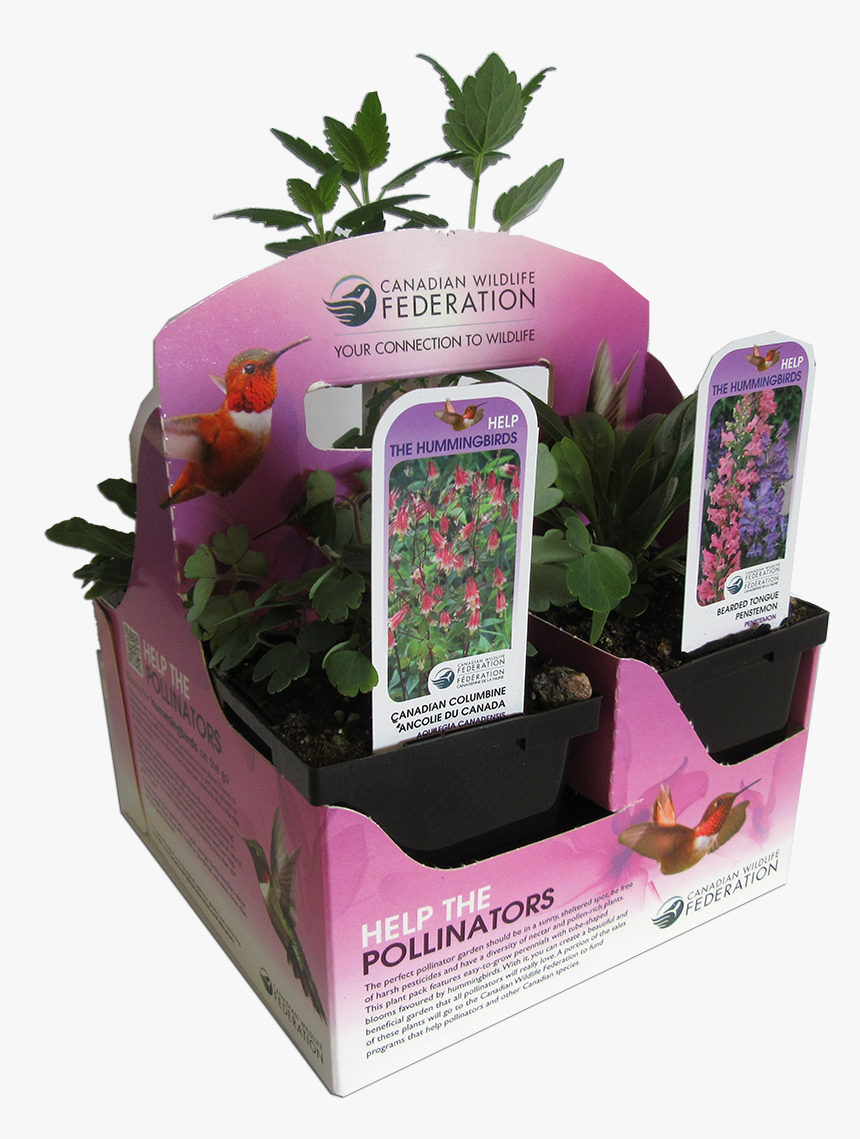 Plants For Hummingbirds - Canadian Wildlife Federation Plants, HD Png Download