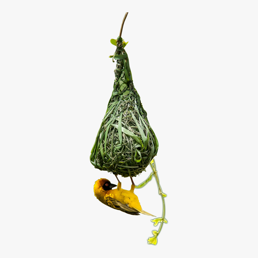 Eurasian Golden Oriole, HD Png Download