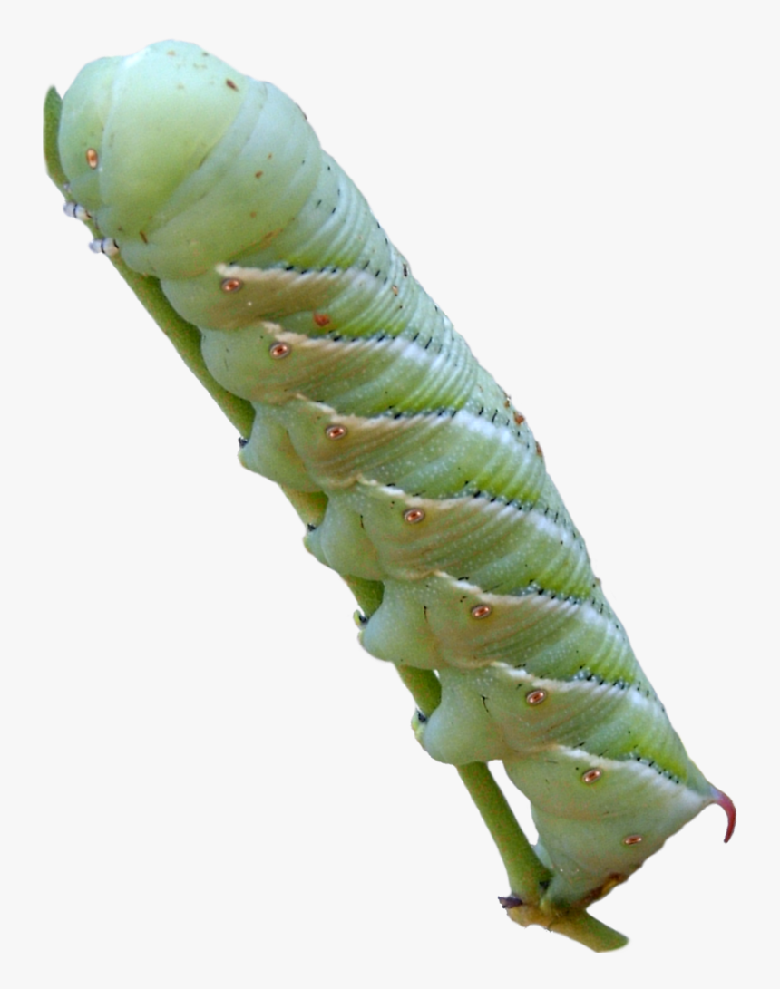 Tobacco Hornworm - Manduca Sexta Png, Transparent Png
