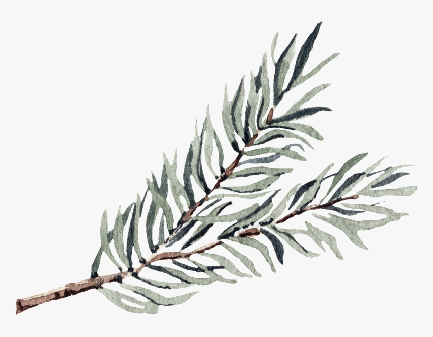 Clip Art Slender Transparent Decorative Free - Pond Pine, HD Png Download