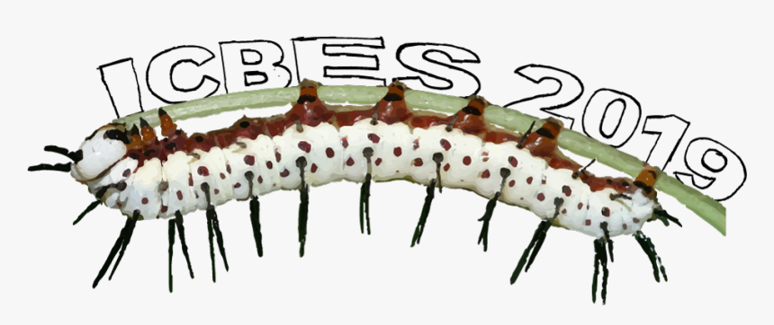 Zebra Longwing, HD Png Download