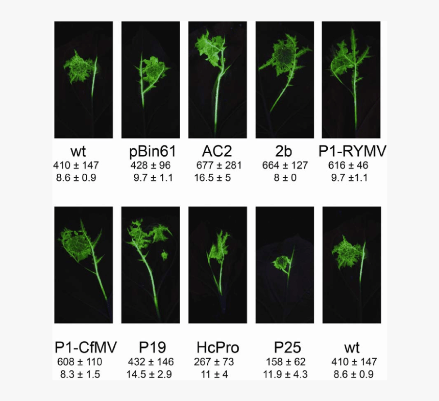 Houseplant, HD Png Download