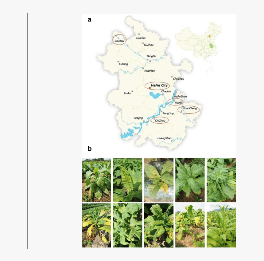 Tree, HD Png Download