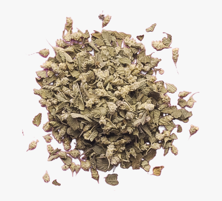 Plant,leaf,flower,herb - Hydrangea, HD Png Download