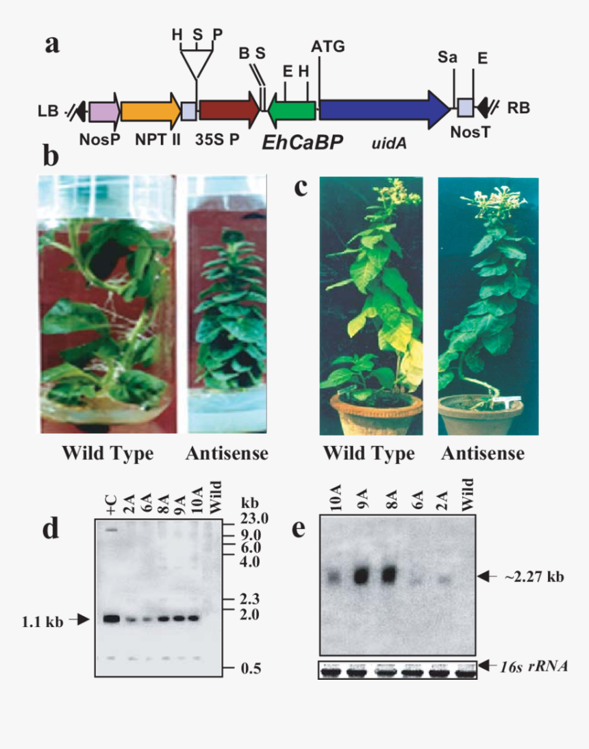 Animal, HD Png Download