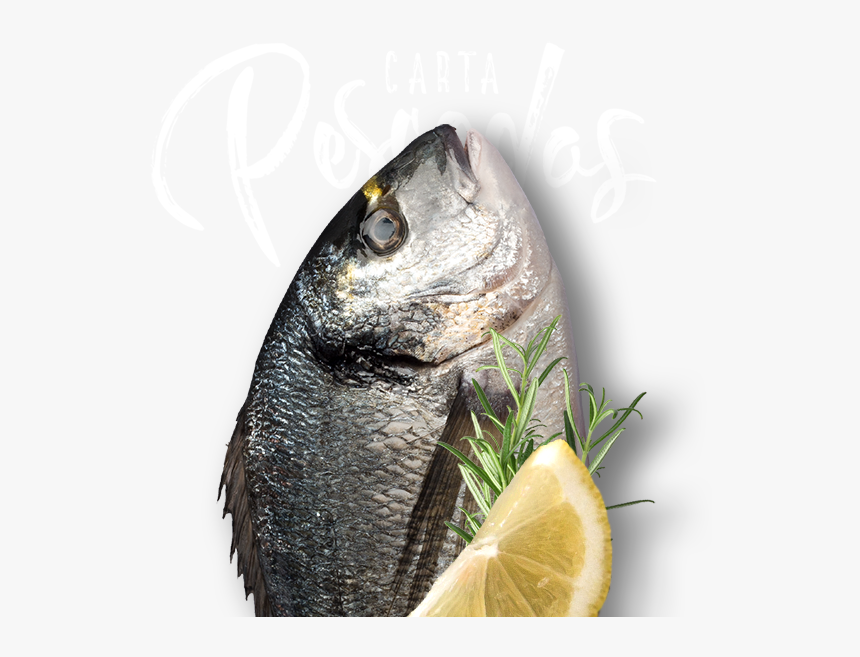 Transparent Pescado Png - Oily Fish, Png Download