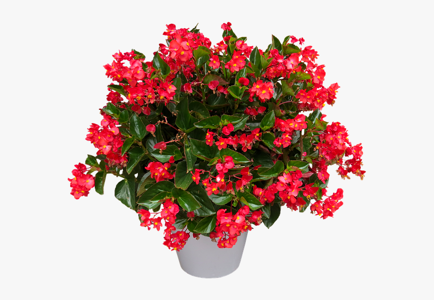 Dragon Wings Begonia, HD Png Download