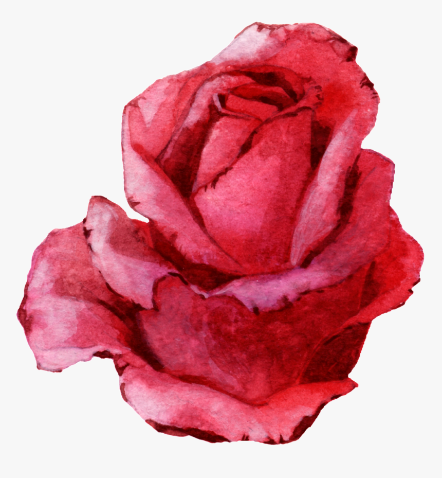 Transparent Rosa Roja Png - Rose, Png Download