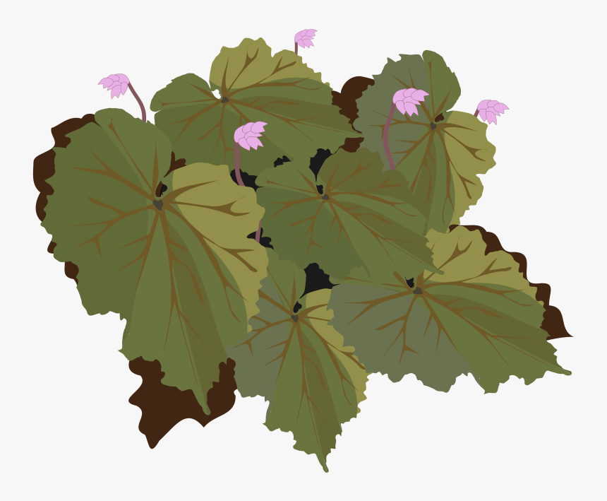 Begonia-01 - Begonia, HD Png Download