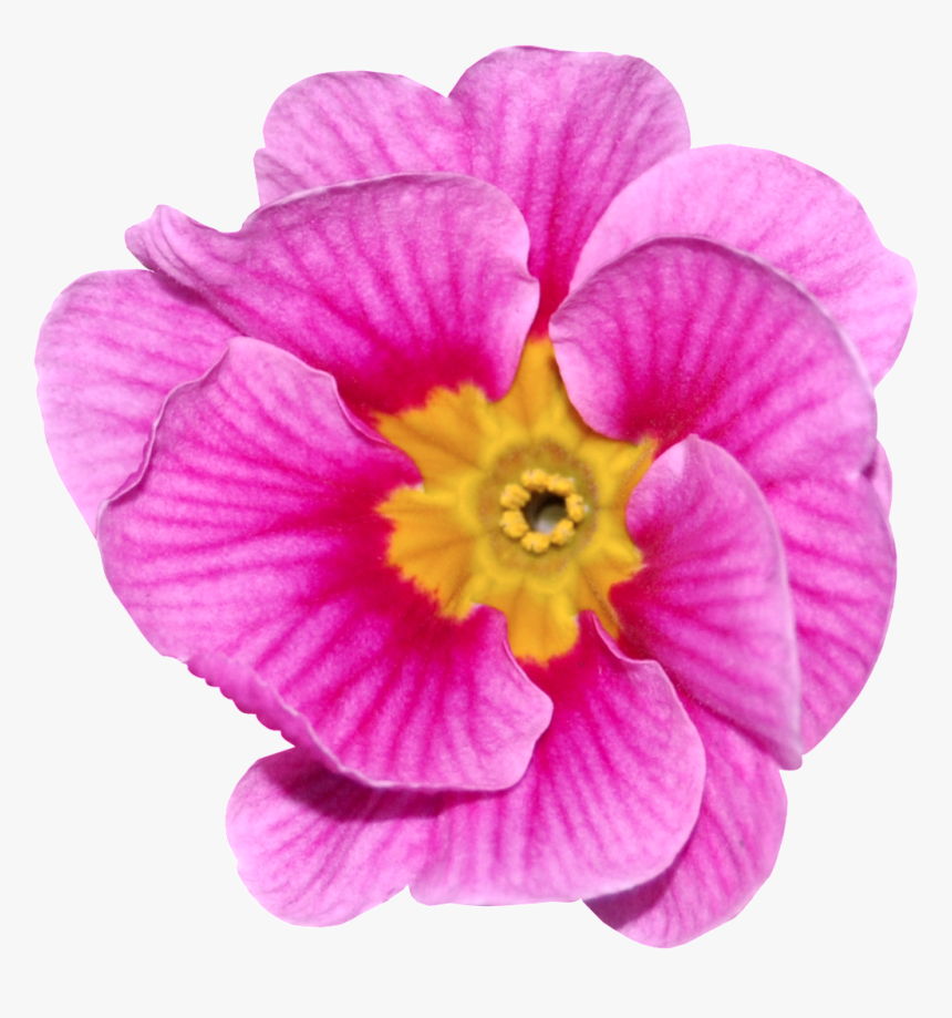 Flores De Color Rosa Roja Png Transparente - Primrose, Png Download