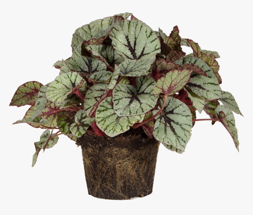 Begonia Rex , Png Download, Transparent Png