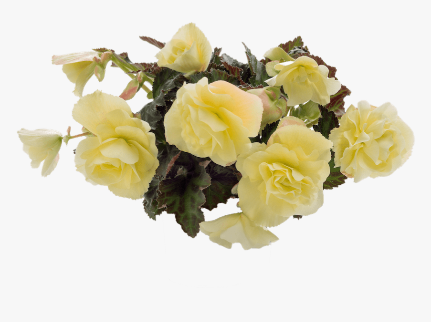 Floribunda, HD Png Download