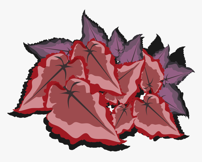 Clip Art Maple Leaf Begonia - Drawing, HD Png Download
