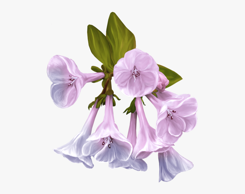 Flower, HD Png Download