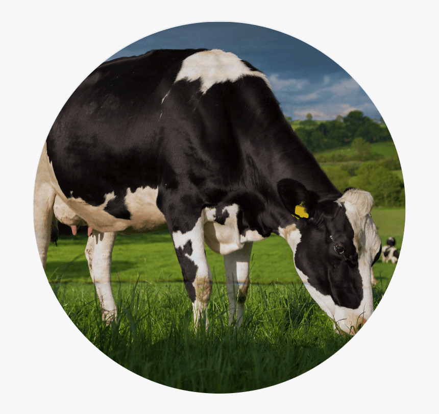 Dairy Cow Png - Dairy Cow, Transparent Png